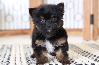 Chorkie Puppy for sale in NAPLES, FL, USA