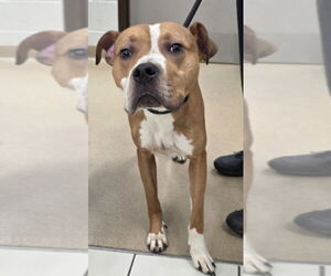 Staffordshire Bull Terrier Dogs for adoption in Derwood, MD, USA