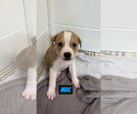 Small #4 Boxer