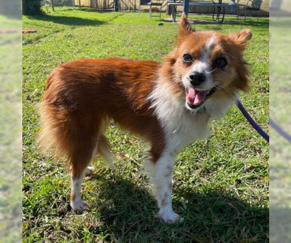 Medium Photo #4 Chiranian Puppy For Sale in Ventura, CA, USA