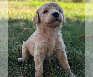 Goldendoodle Litter for sale in LOCKEFORD, CA, USA