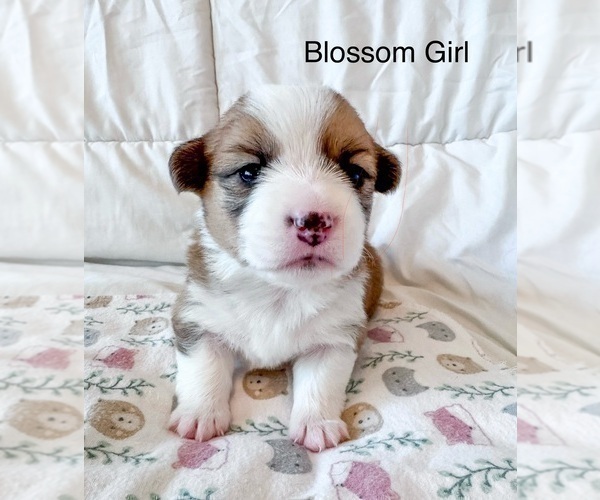 Medium Photo #5 Pembroke Welsh Corgi Puppy For Sale in BAYTOWN, TX, USA