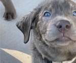 Small Photo #8 Labrador Retriever Puppy For Sale in QUEEN CREEK, AZ, USA
