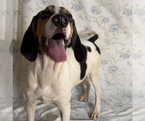 Beagle Walker Coonhound Dogs for adoption in Wetumpka, AL, USA