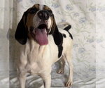 Small Beagle Walker Coonhound