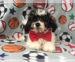 Zuchon Puppy for sale in LAKELAND, FL, USA
