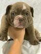 Small Photo #1 English Bulldog Puppy For Sale in DANIA BEACH, FL, USA