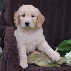 Goldendoodle Puppy for sale in GAP, PA, USA