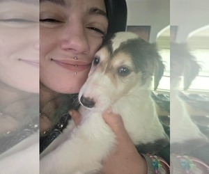 Borzoi Puppy for sale in MPHS, TN, USA