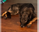 Small #2 German Shepherd Dog Mix