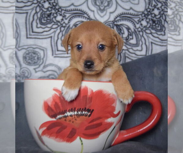 Medium Photo #4 Chiweenie Puppy For Sale in Huntley, IL, USA