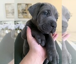 Small Photo #7 Cane Corso Puppy For Sale in MIAMI, FL, USA