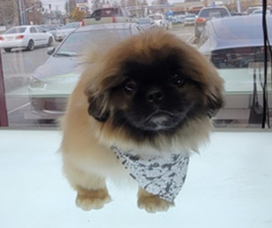 Pekingese Puppy for sale in BAKERSFIELD, CA, USA