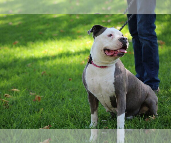 Medium Photo #27 American Staffordshire Terrier-Unknown Mix Puppy For Sale in Lake Forest, CA, USA
