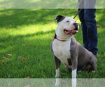 Small #26 American Staffordshire Terrier Mix