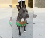 Small #6 American Staffordshire Terrier-Bulldog Mix