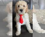 Small Photo #4 Sheepadoodle Puppy For Sale in FONTANA, CA, USA