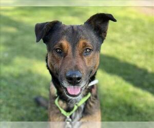 German Shepherd Dog-Unknown Mix Dogs for adoption in Martinez, CA, USA