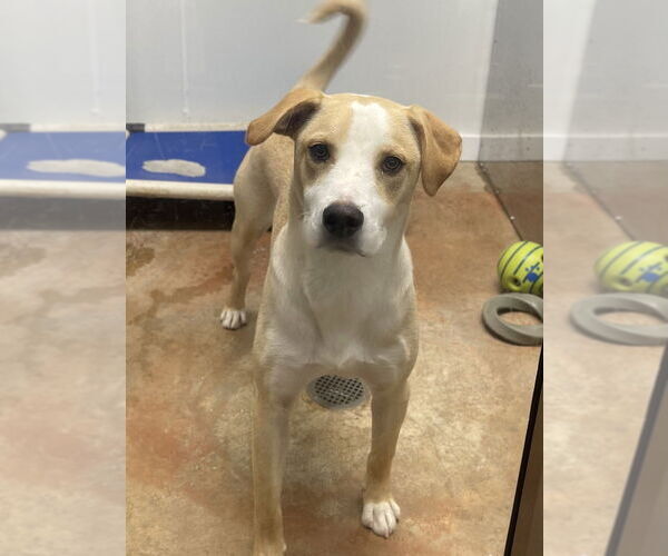 Medium Photo #3 Labrador Retriever-Unknown Mix Puppy For Sale in Bolivar, MO, USA