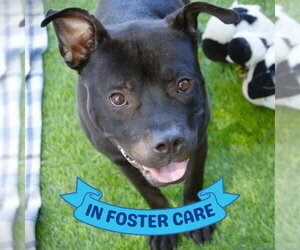 BUTCH - Male American Staffordshire Terrier-Unknown Mix Dog for Adoption - Photo #2
