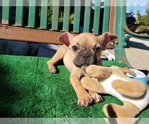 French Bulldog Puppy for sale in SANTA CLARITA, CA, USA