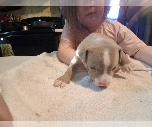 Medium Photo #4 American Pit Bull Terrier Puppy For Sale in DANNEBROG, NE, USA