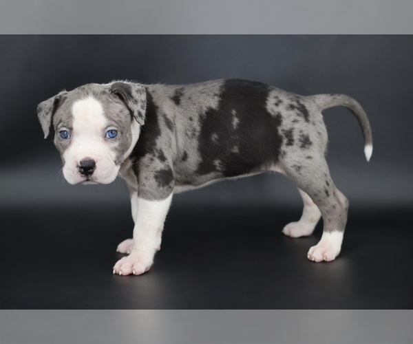 Medium Photo #1 American Bully Puppy For Sale in CHAMPAIGN, IL, USA