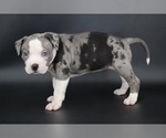 Image preview for Ad Listing. Nickname: Magnolia