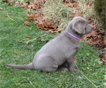 Small #8 Labrador Retriever