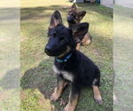 Small #1 German Shepherd Dog