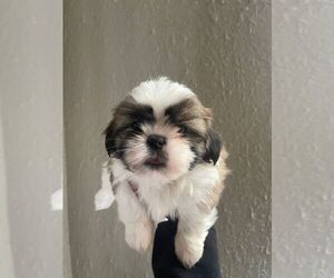 Medium Shih Tzu