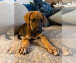 Small #5 Mutt