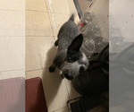 Small #4 Australian Cattle Dog
