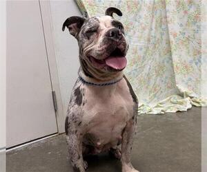 Staffordshire Bull Terrier Dogs for adoption in Rosenberg, TX, USA
