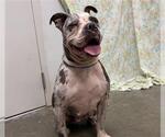 Small Staffordshire Bull Terrier