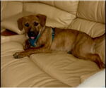 Small #9 Black Mouth Cur-Labrador Retriever Mix