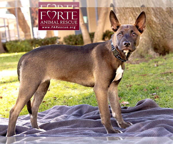 Medium Photo #3 Border Collie-Unknown Mix Puppy For Sale in Marina del Rey, CA, USA