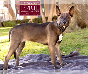 Spirit - Female Border Collie-Unknown Mix Dog for Adoption - Photo #3