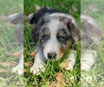 Small Photo #2 Australian Shepherd Puppy For Sale in JACKSON, MI, USA