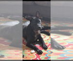 Small #1 Mutt