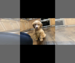 Small Photo #4 Brittnepoo Puppy For Sale in COLUMBIA, KY, USA