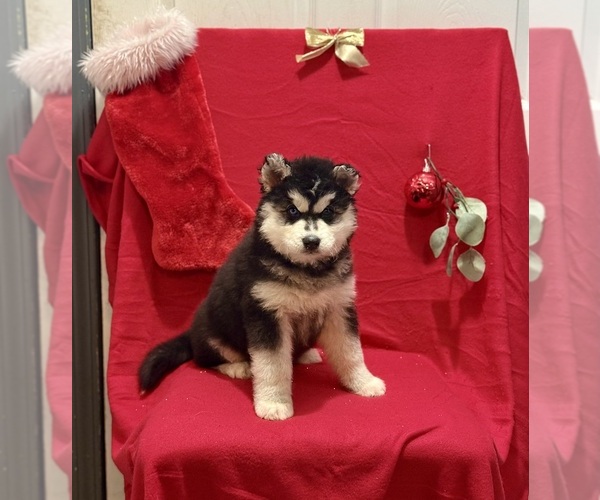 Medium Photo #2 Siberian Husky Puppy For Sale in ALTON, IL, USA