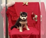 Small Photo #12 Siberian Husky Puppy For Sale in ALTON, IL, USA