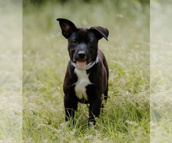 Medium Photo #19 Labrador Retriever-Unknown Mix Puppy For Sale in OKLAHOMA CITY, OK, USA