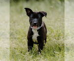 Small #18 Labrador Retriever Mix