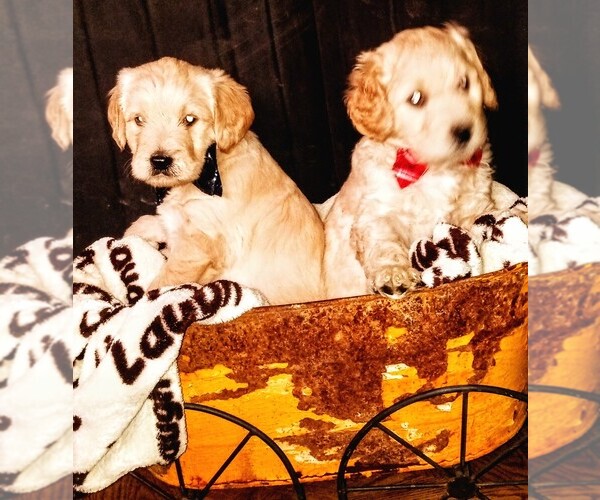 Medium Photo #1 Miniature Labradoodle Puppy For Sale in OGDEN, UT, USA