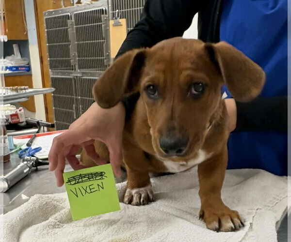 Medium Photo #1 Dachshund-Unknown Mix Puppy For Sale in Princeton, MN, USA
