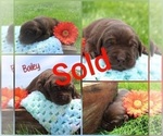 Small Photo #4 Labrador Retriever Puppy For Sale in ELIZABETHTOWN, PA, USA