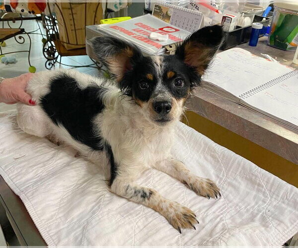 Medium Photo #1 Papillon-Unknown Mix Puppy For Sale in Benton, LA, USA