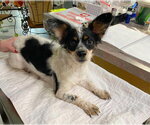 Small Papillon Mix